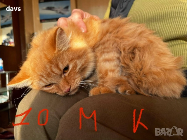 Спешно - Приемен / Постоянен дом за Домашни котки , снимка 3 - Други - 52507567