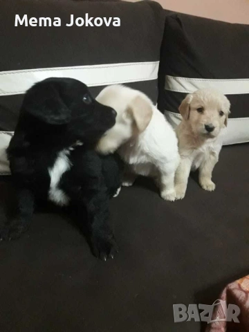 голдън ретривър бебета, снимка 3 - Голдън ретривър - 53133103