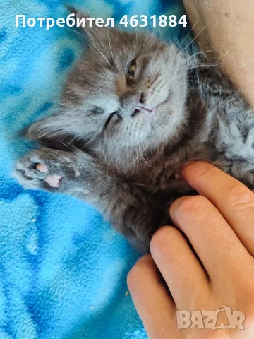 Котенца от породата Мейн Куун, снимка 6 - Мейн кун - 55845427
