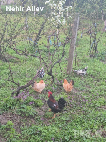 Продавам млади кокошки и петли, снимка 2 - Кокошки и пуйки - 54312515