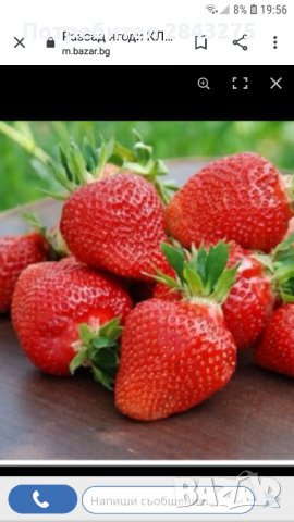 продавам разсад ягоди, снимка 3 - Сортови семена и луковици - 34210388