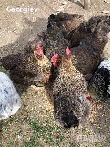 Катунски кокошки - Уникални
