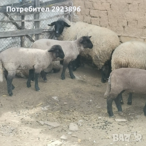 Овце Суфолк, снимка 2 - Овце - 54207896