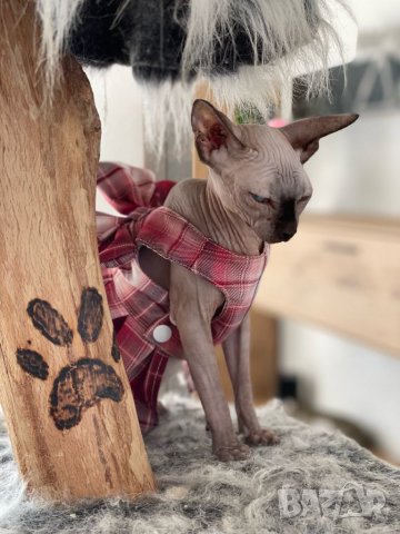 Рокля за куче с повод. Нагръник за куче. Нагръдник с повод. Нагръдник за малко куче. Дрехи за кучета, снимка 13 - За кучета - 38383966