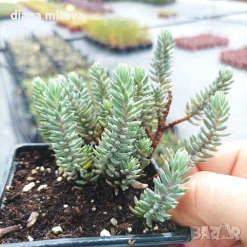 Седум „Син Смърч“, Sedum „Blue Spruce“, снимка 8 - Градински цветя и растения - 50843696