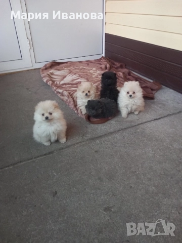 Бебета мини шпиц си търсят нов дом 