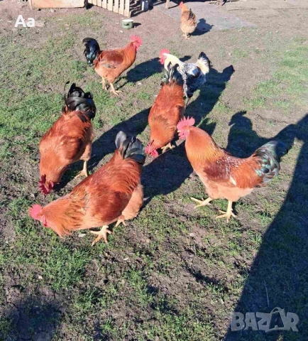 Свободни 10 петела