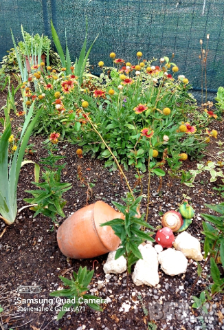 продавам големи разстения Гайлардия , снимка 3 - Декорация за дома - 44717947