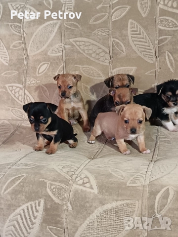 мини чиху пинчер , снимка 17 - Пинчер - 52813031