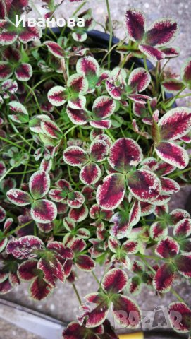 Цветна детелинка