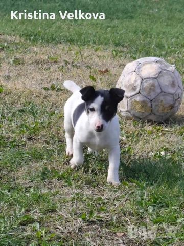 Джак ръсел териер , снимка 5 - Джак ръсел териер - 51703039