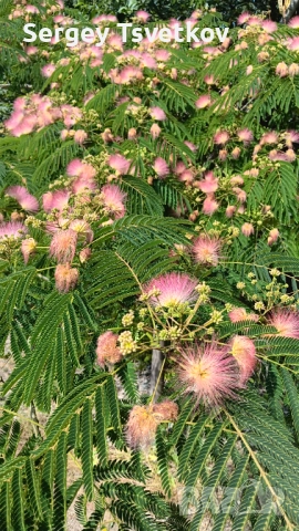 Агрономически консултации - овощни,зеленчукови и полски култури, снимка 2 - Други оферти за работа - 52306727
