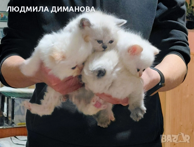 Екзотично момиче със сини очи. , снимка 5 - Персийска - 52833657