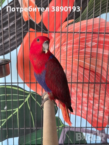 Женски еклектус , снимка 2 - Папагали - 52262485