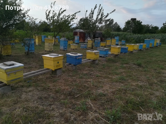 Пчелни кошери, снимка 3 - За пчели - 52003834