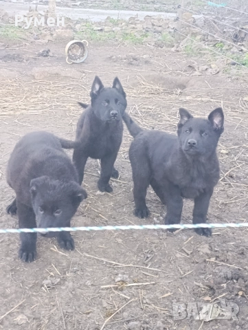 Черна немска овчарка , снимка 5 - Немска овчарка - 52933275
