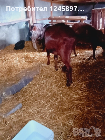 Чистопороден англо-нубийски пръч син на Английски пръч и майка Чешки линии