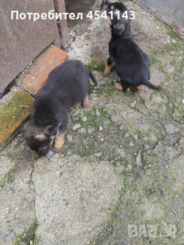 подарявам мъжки кучета