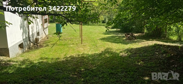 Опасни дървета рязане косене непроходима растителност почистване от-до, снимка 3 - Други услуги - 49352802