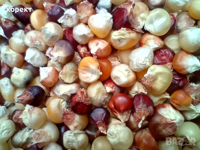 семена за посев от декоративна царевица , снимка 4 - Други - 51665482