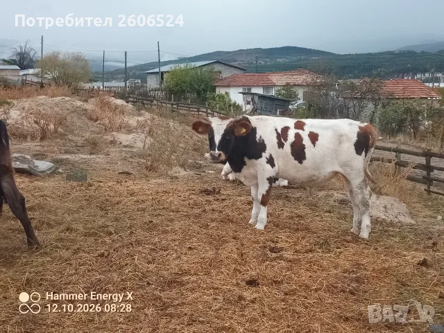Отбити месодайни телета , снимка 2 - Крави - 56507266