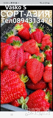 Ягоди, снимка 6 - Сортови семена и луковици - 53893119