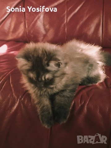 персийско коте продавам 