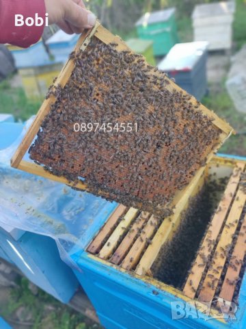 Отводки малки пчелни семейства, снимка 8 - Други животни - 40285876