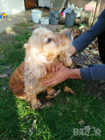 Женски Кокер Шпаньол, снимка 5 - Кокер шпаньол - 52431543