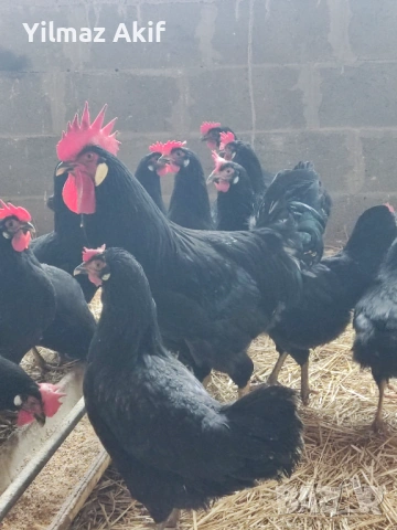  Яйца от черен Легхорн