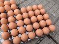 Изкуствени пластмасови яйца за кокошки тежки