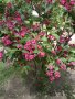 Декоративен храст- Вайгела, снимка 3