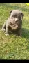 Топ Американско були покет American bully , снимка 2