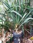 Вкоренени растения студоустойчива Юка на 1-3 год., снимка 11