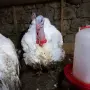 Американски Пуйки, снимка 1