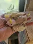 Малки корели зa ръчно хранене , снимка 3