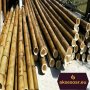 100 Семена от бамбук Moso-Bamboo рядко срещано растение за декорация на вашата градина бамбук мосо б, снимка 8