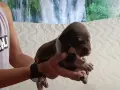 Кученца за продажба ., снимка 6