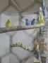 Продавам вълнисти папагали, снимка 4