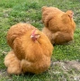Продавам жълт Орпингтон., снимка 15