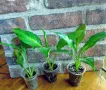 Цвете Spathiphyllum orange ("женско щастие"), снимка 6