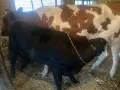      Крава  с  теле  на 6  /шест/ месеца, снимка 1
