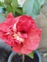 хибискус, снимка 1