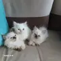 Коте Регдол на 2 месеца, снимка 1