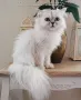 Сребърна чинчила, британска дългокосместа котка, коте, котенце, снимка 9