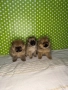 Померан померанче померанчета померани, снимка 2