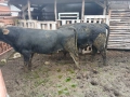 Свободни 2 мъжки телета, снимка 1