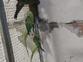 продавам папагали , снимка 4