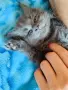 Котенца от породата Мейн Куун, снимка 6