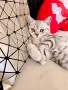 Продавам Британска късокосместа котка , снимка 2